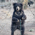 Sloth Bear at Bannerghatta Bear Sanctuary.